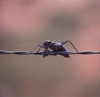 bild: burkina tobis